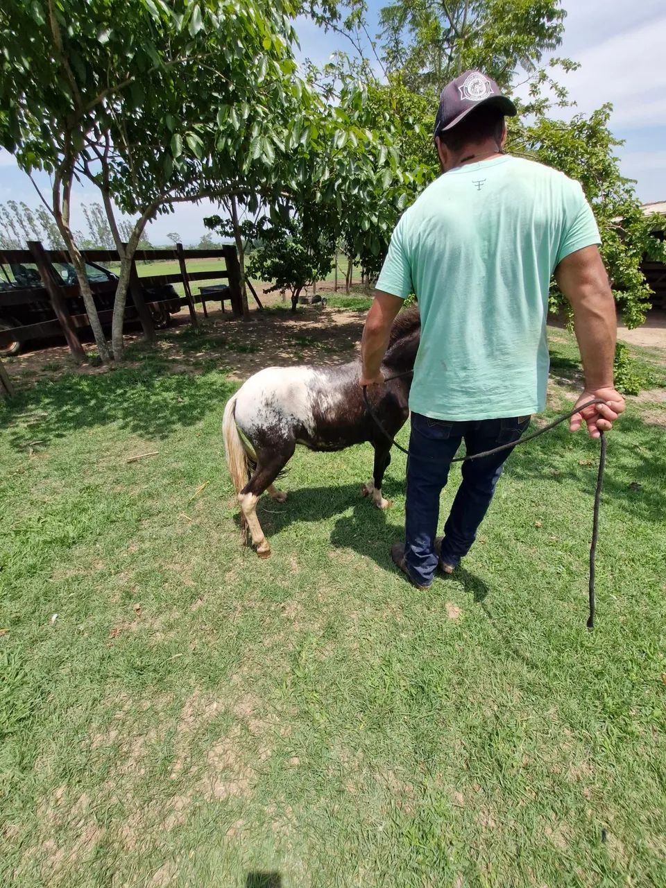 Mini ponei 85 cm - Foto 5