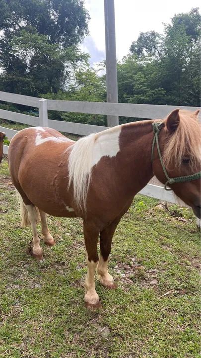 Vendo Pônei encilhado  - Foto 6