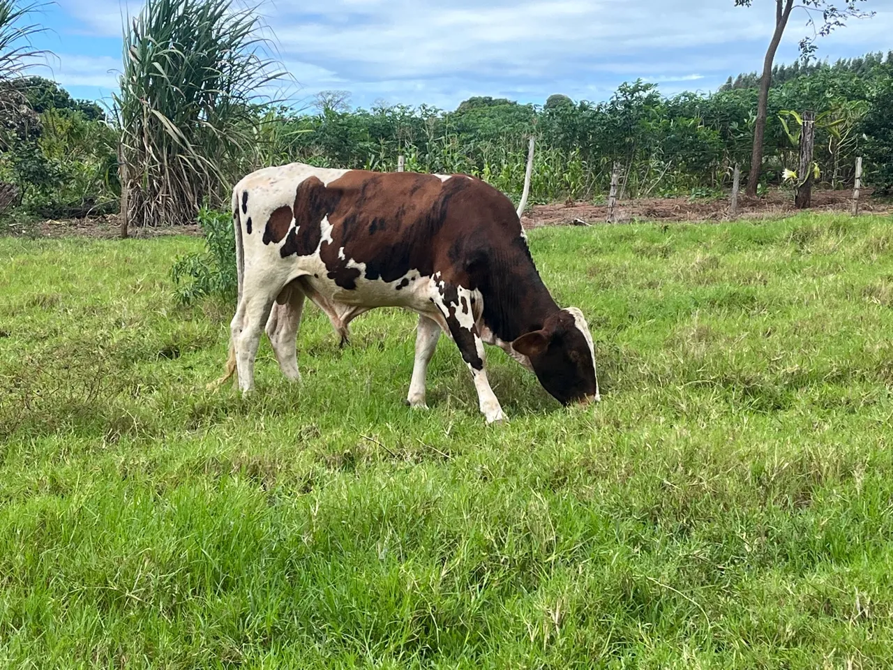 Vendesse lote de 4 bois