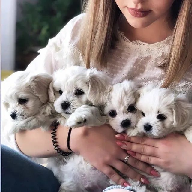 ?Esse Maltês não anda? desfila.? ?