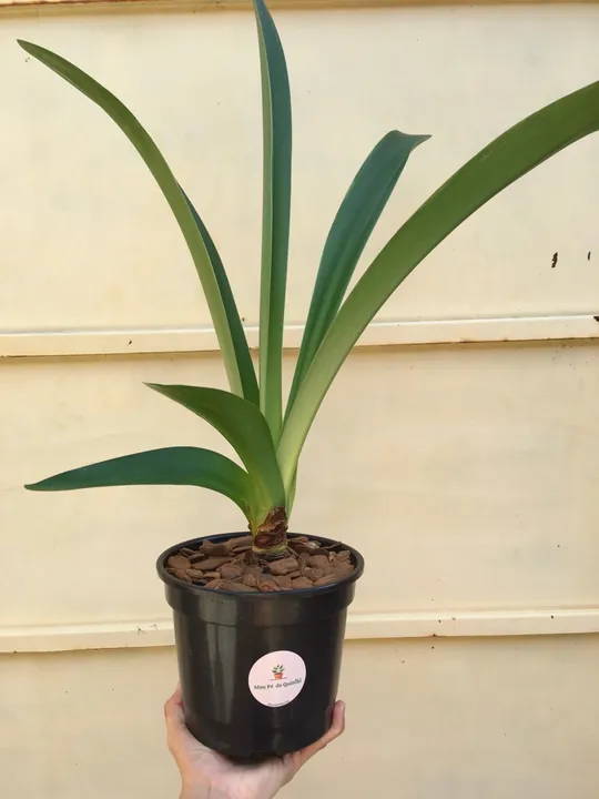  Amaryllis Ollaf 