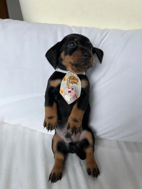 Filhotes de Dachshund puros - Lindos e saudáveis! - Foto 4