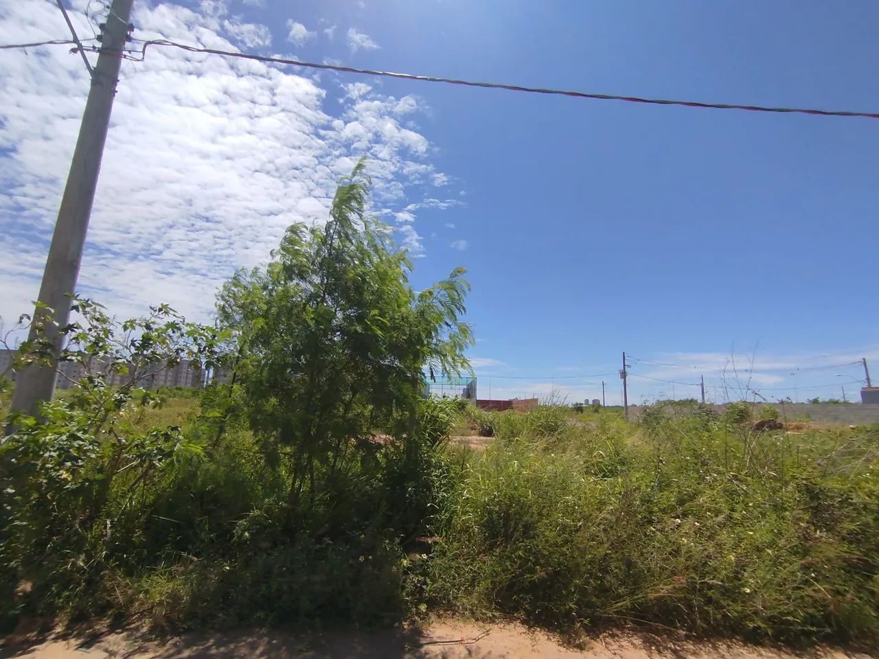 Corte de grama & mata 