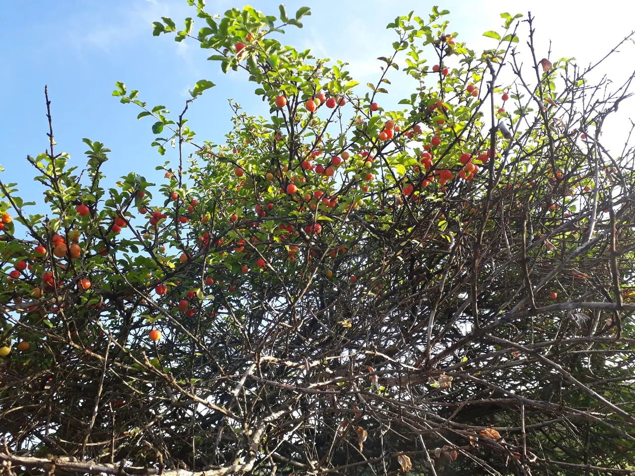 Vende se sítio  - Foto 7