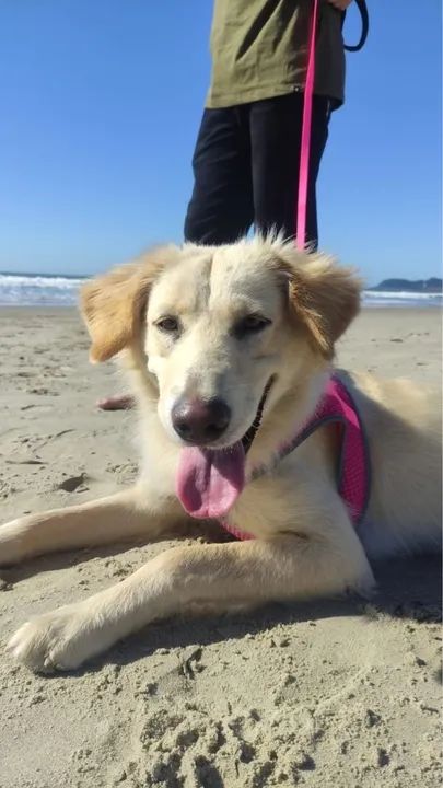 Doação mestiça de Golden! - Foto 3