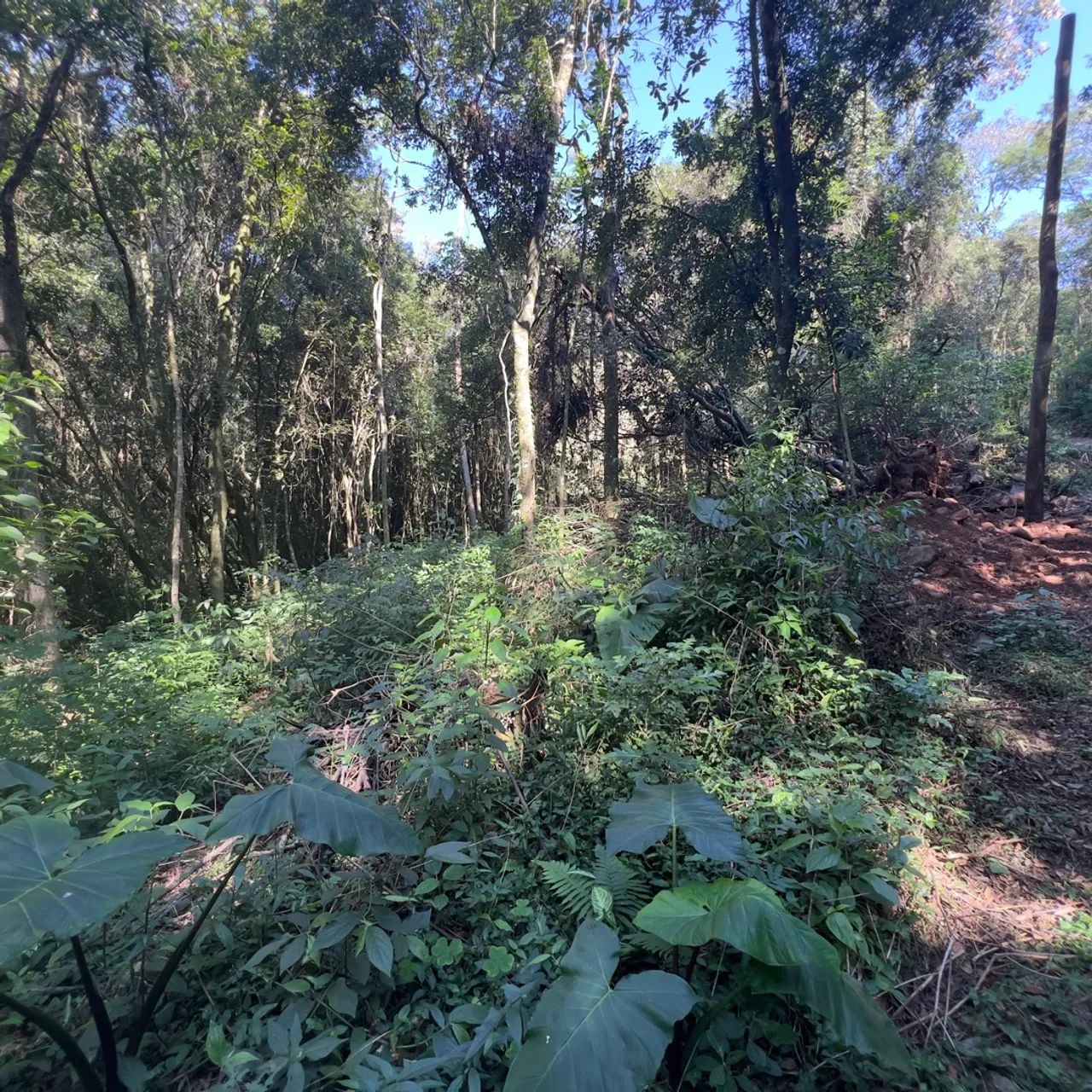 Sítios de 1.000 metros quadrados em condomínio fechado, apenas 3 km do asfalto  - Foto 4