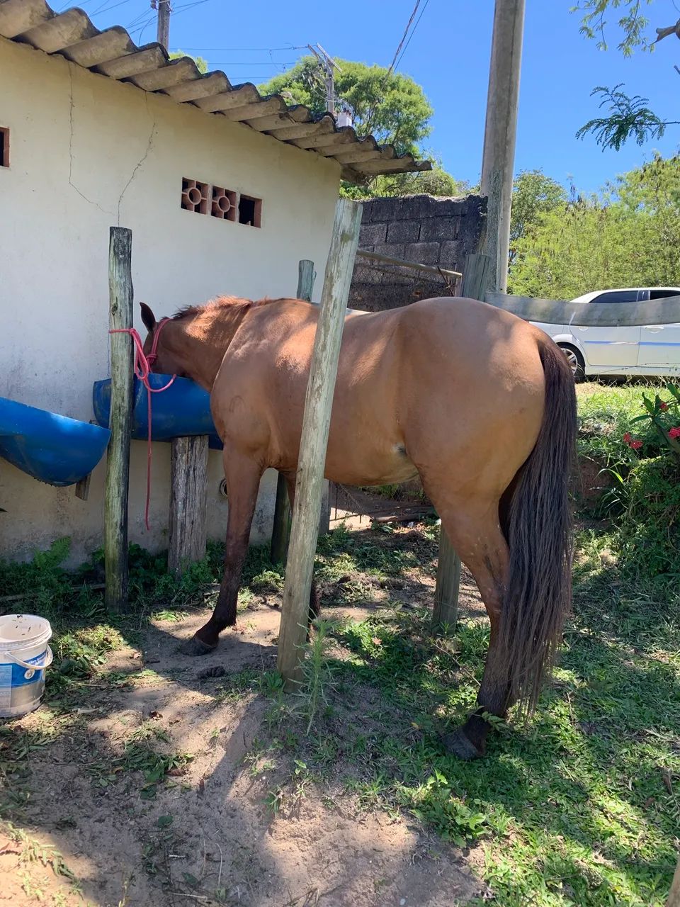 Cavalo novo macio - Foto 3