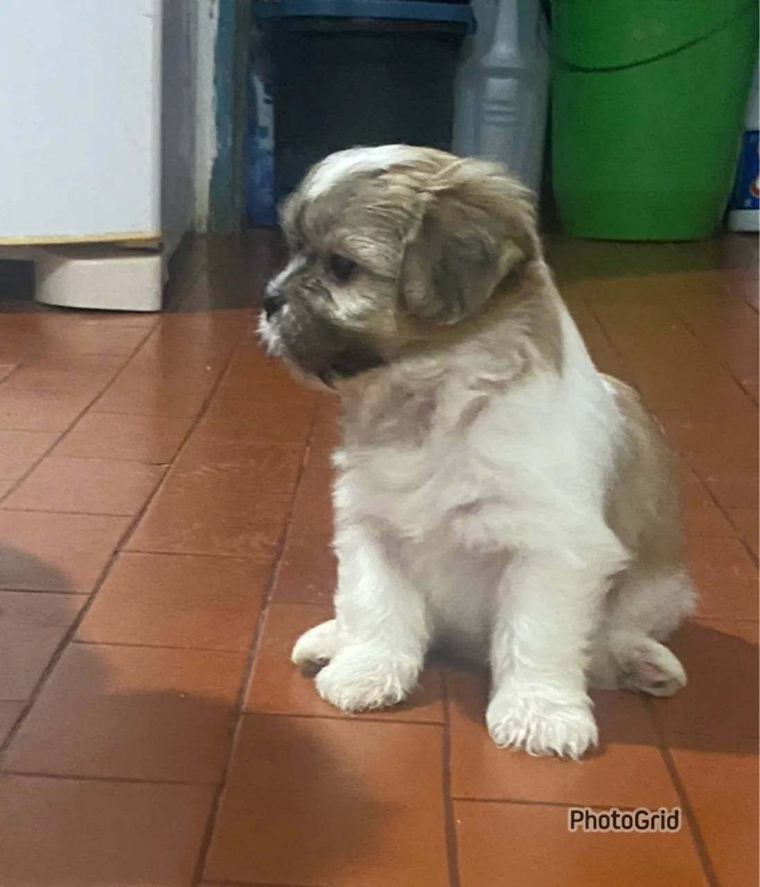 Lhasa Apso Filhotes ( Macho )