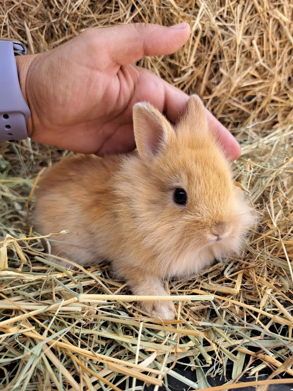 Mini lion filhotes  - Foto 3