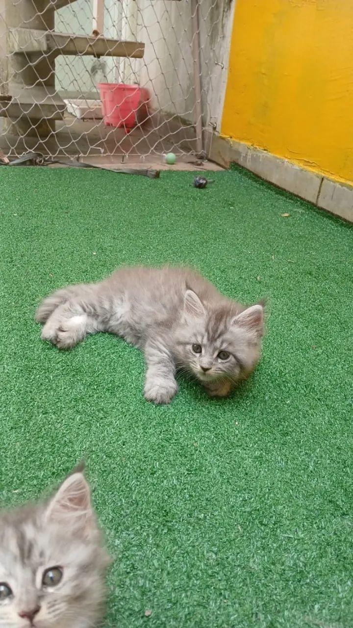 Filhote de Maine Coon - Foto 3