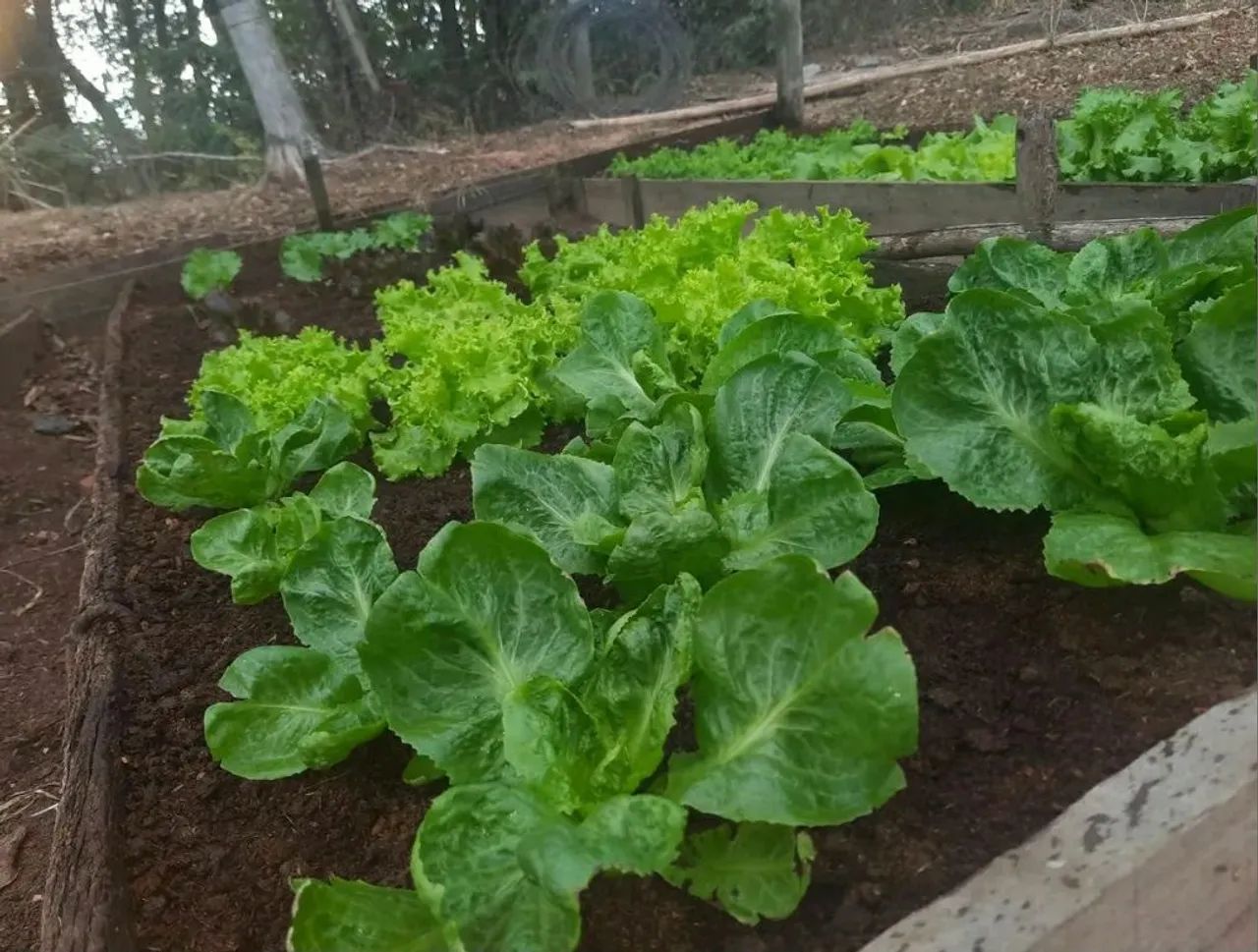Hortaliças e legumes Organicos - Foto 2