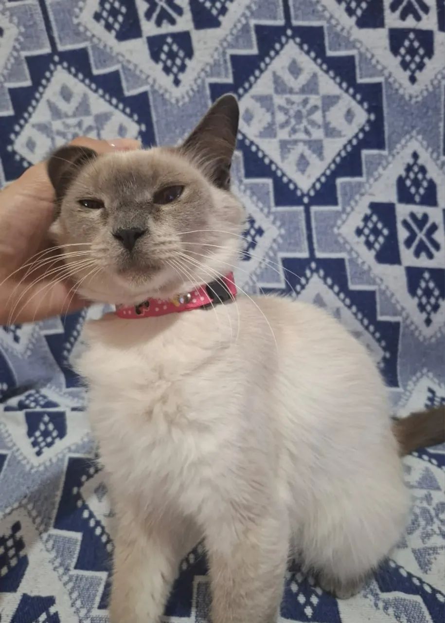 Gata castrada para adoção responsável