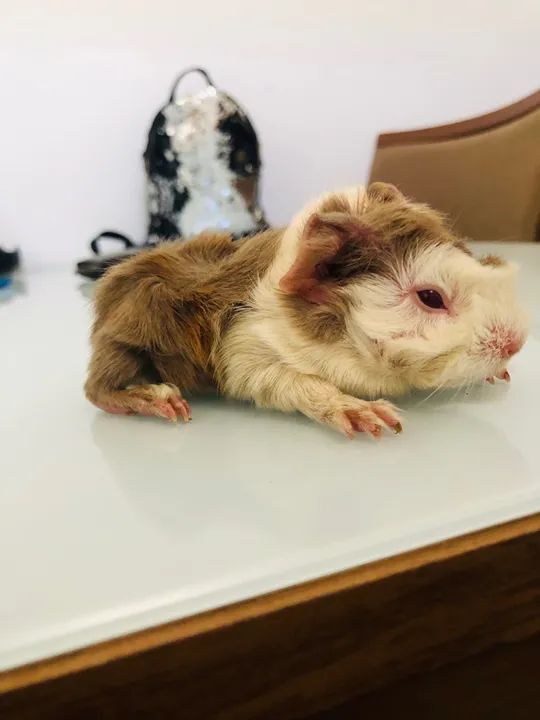 Porquinho da Índia Filhote - Foto 4