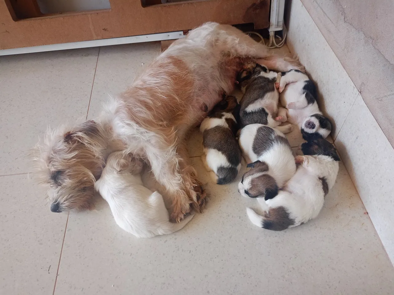 Filhotes de Shih Tzu com Mãe