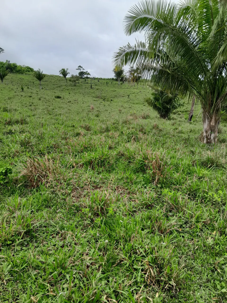 Vende-se 14 hectares de terra toda de pasto na gleba são Jorge k do 20 9 k de ramal