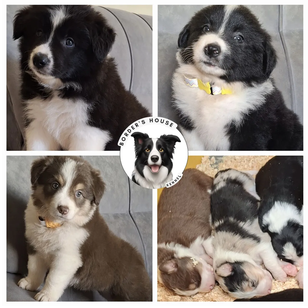 Filhotes Border Collie c/ Pedigree Cbkc e pais testados