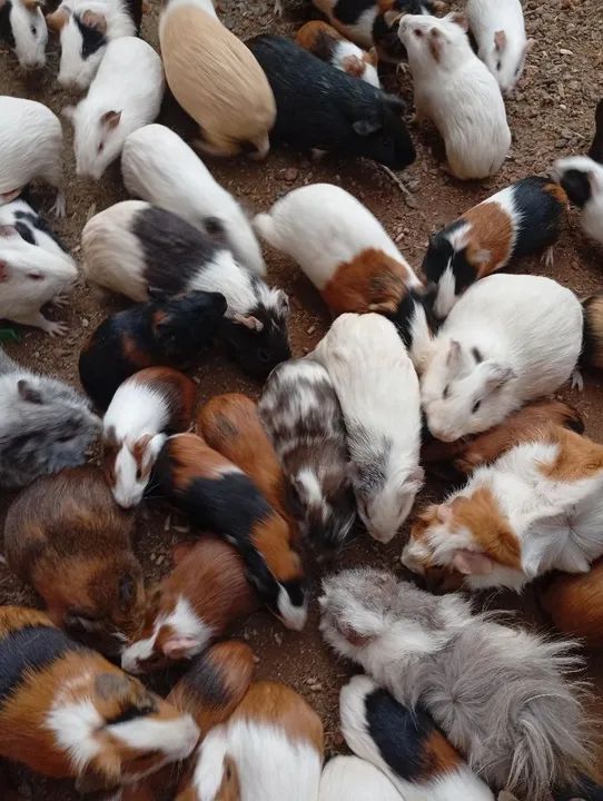 Compr@ se porquinh@ da índia 