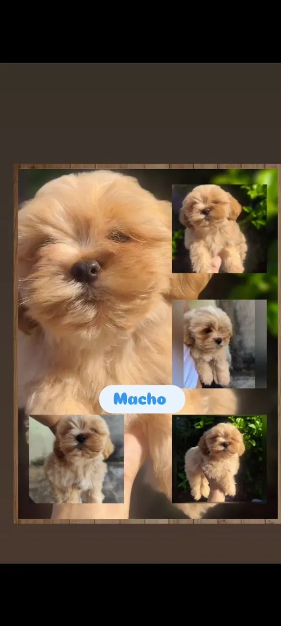 Filhote Macho Shih Tzu