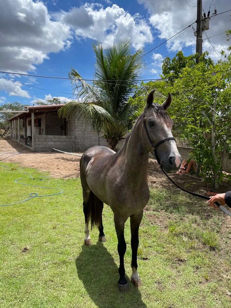 Potro registrado com potencial de pista oportunidade  - Foto 4