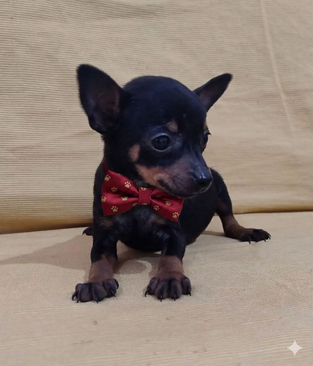 Pinscher macho  - Foto 2