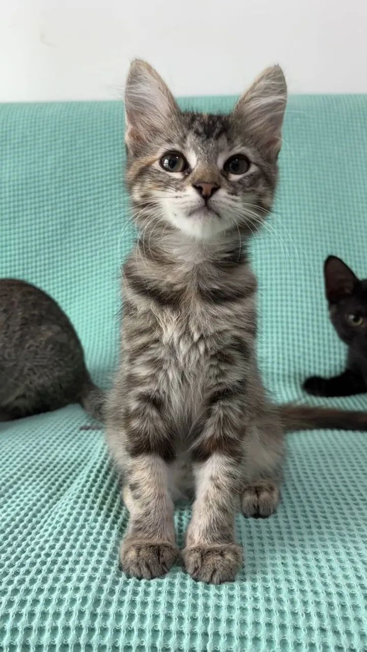 João e Sofia procuram um lar - Foto 2