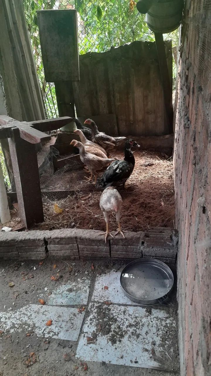 Vendos Patos e frangos - Foto 3