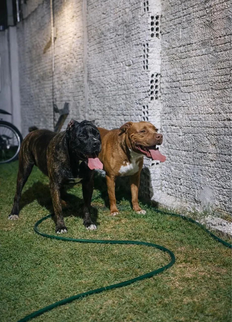 Vende-se filhote de cachorro cane corso