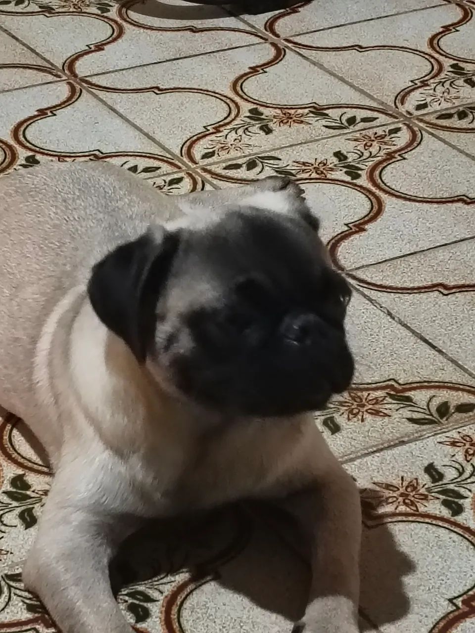 Pug macho com pedigree e todas as vacinas  - Foto 2