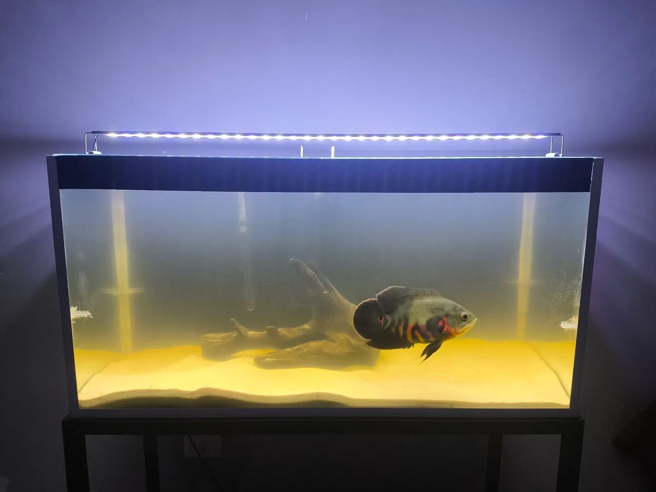 Aquário 200lts