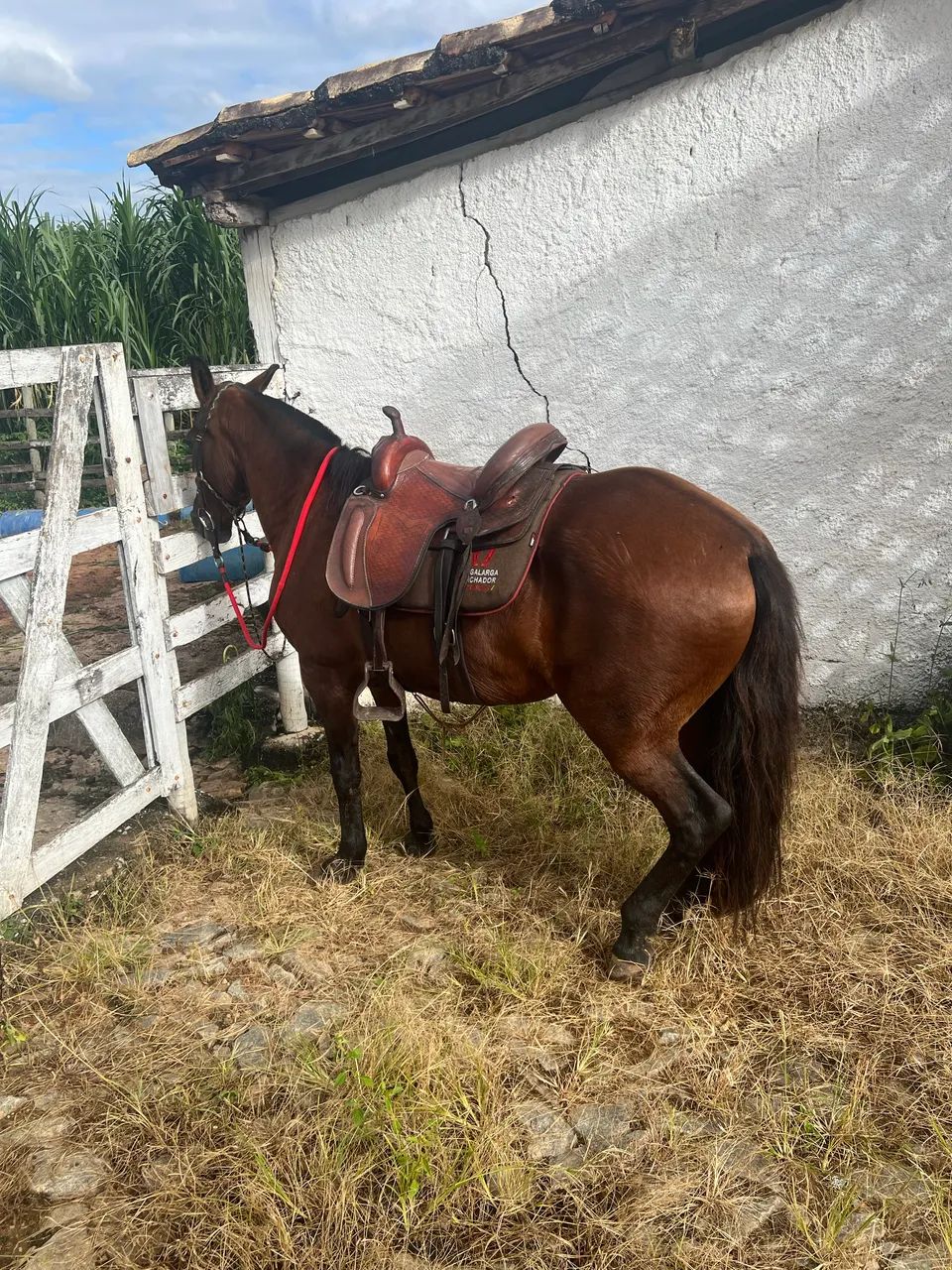 Égua mangalarga  - Foto 2
