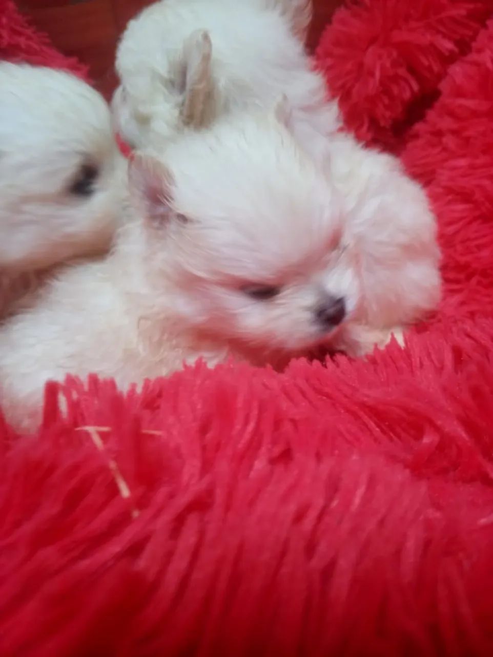 Vendo Yorkshire e Spitz  - Foto 3