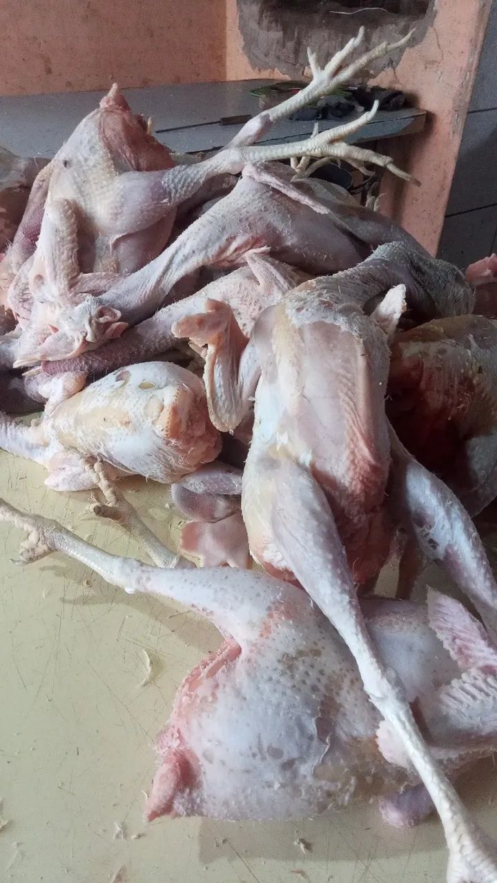 Galinha