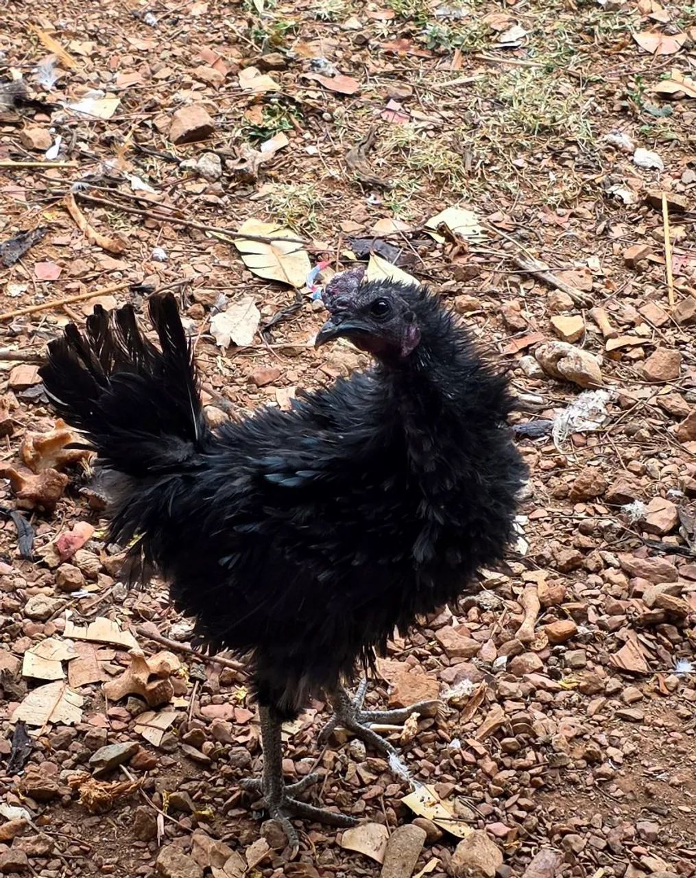 Galo preto arrepiado mistura com Ayam  Cemani - Foto 2
