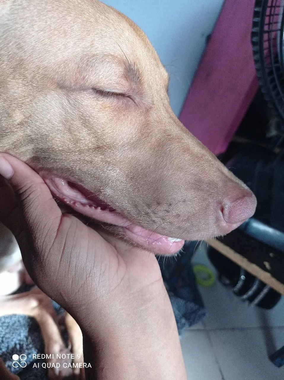 Labrador mestiço  - Foto 4
