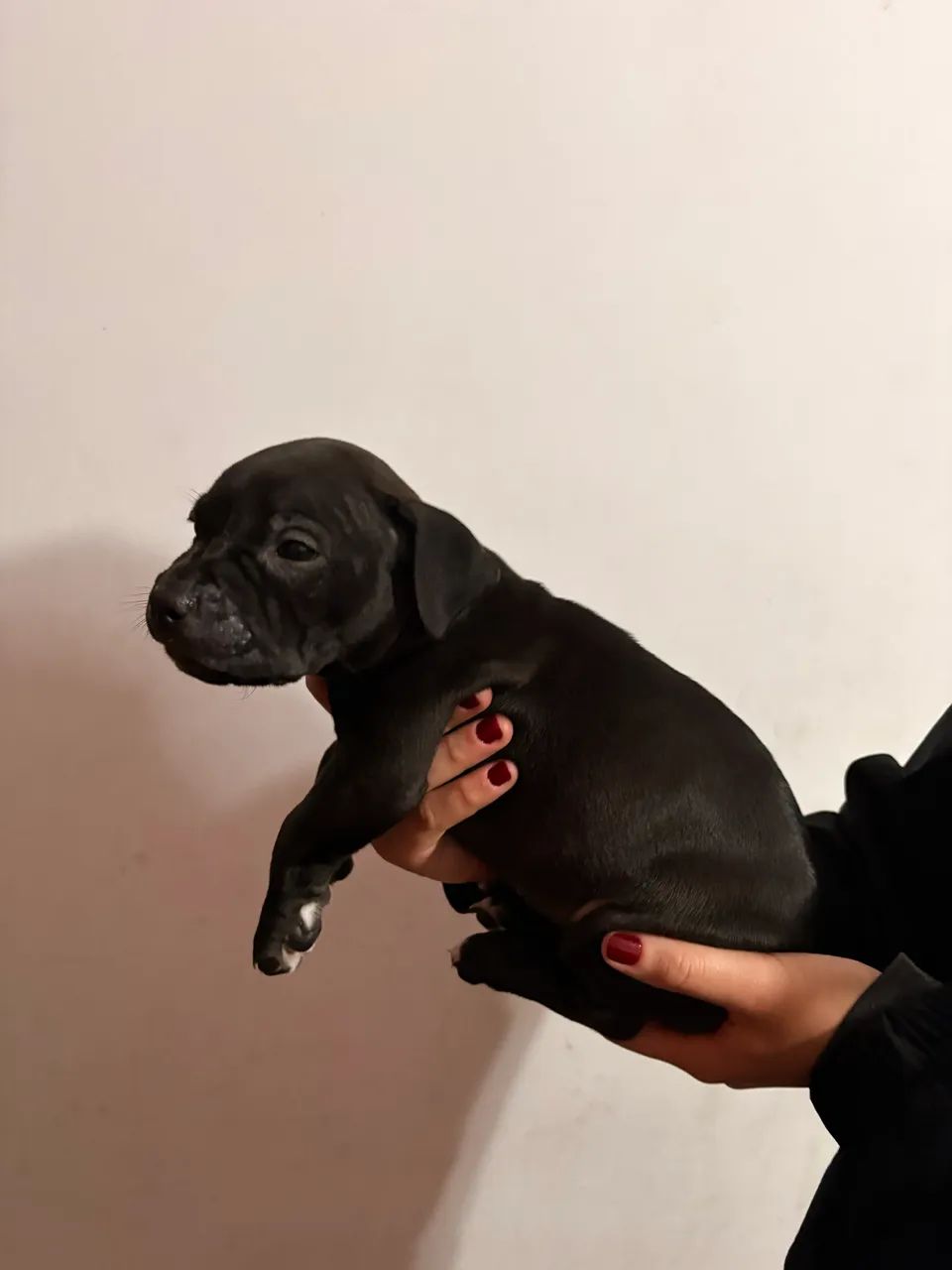Filhotes de Pitbull  - Foto 3