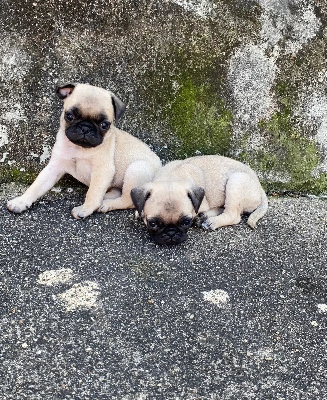 Pug - Foto 3