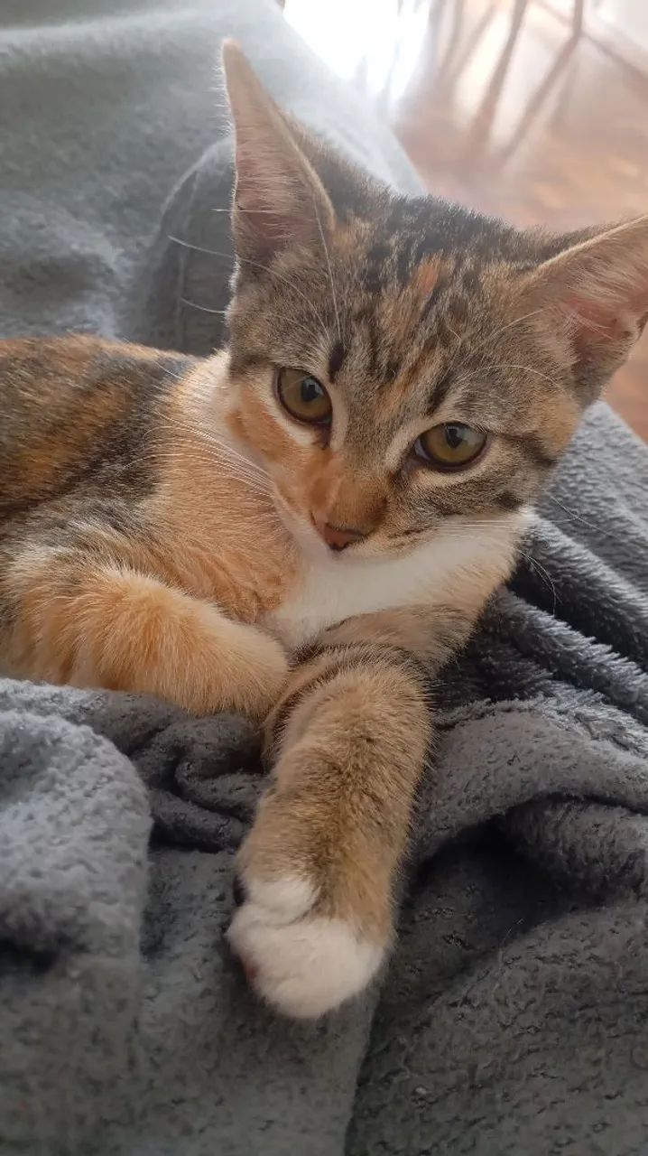 Gata para doação  - Foto 2