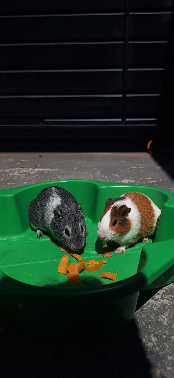 vendo dois porquinhos 100$ (incluindo gaiola , toca e potes )