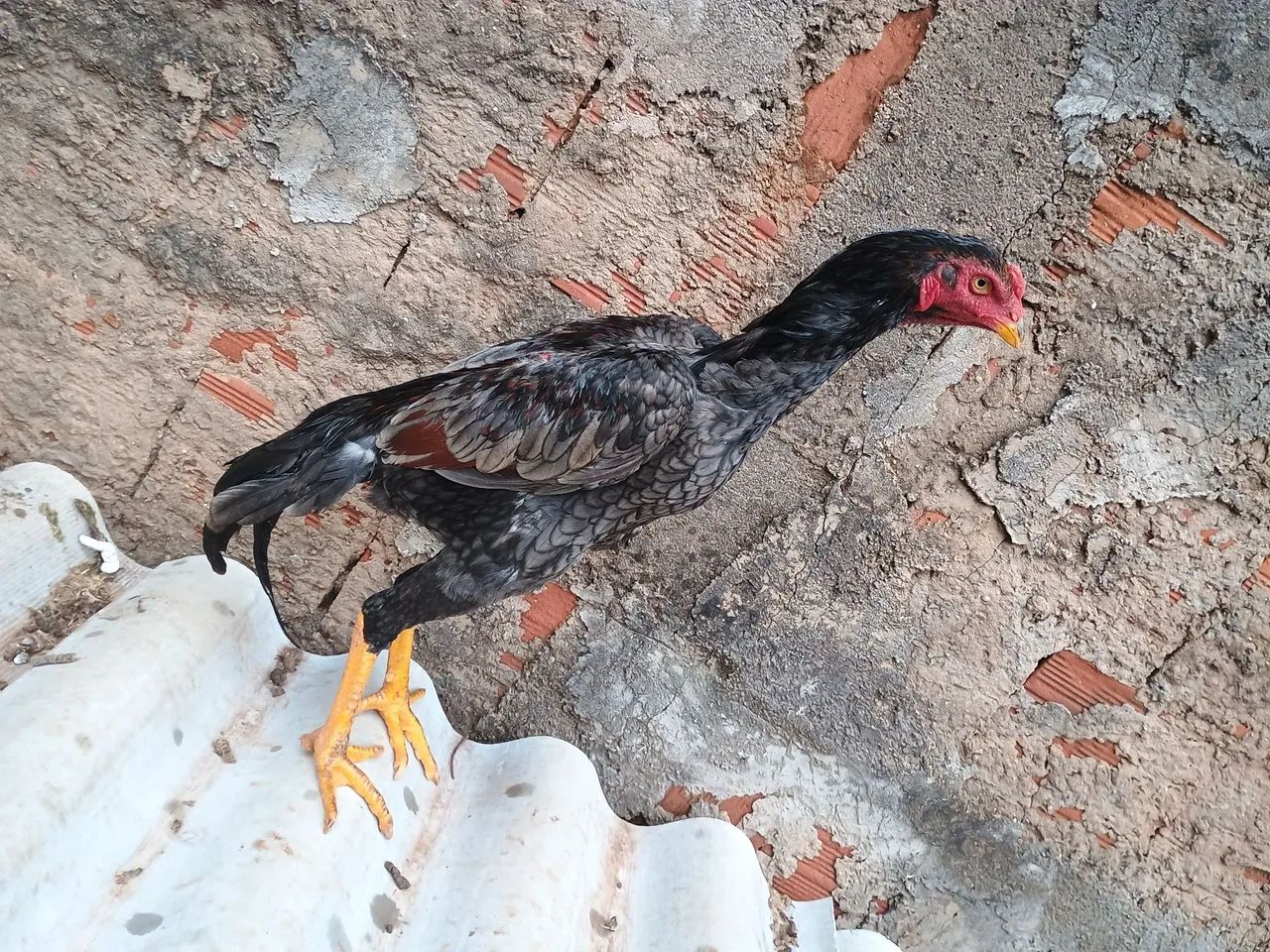 Frango e frangas shamo - Foto 3