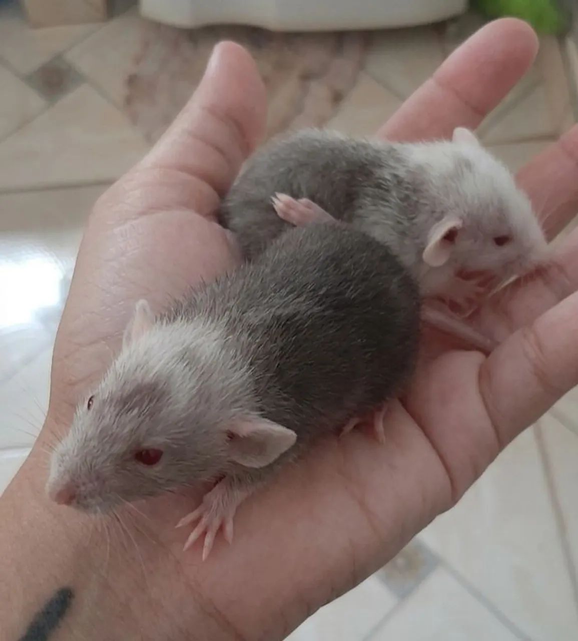 Rato Twitter fêmea  - Foto 2