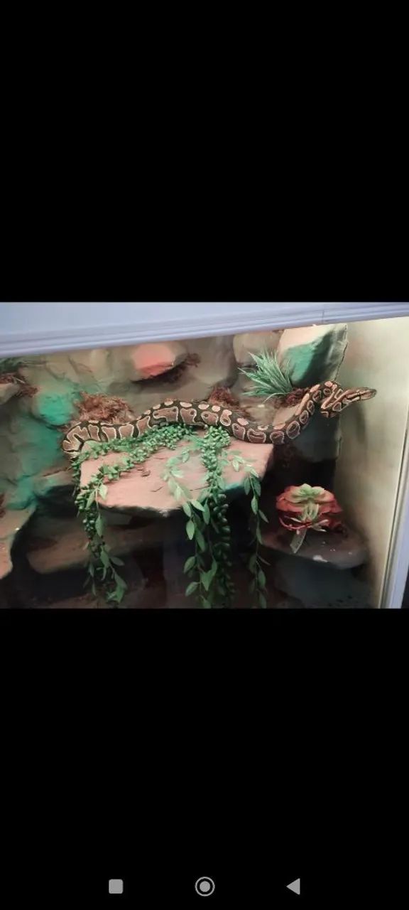 Terrário para répteis  - Foto 4