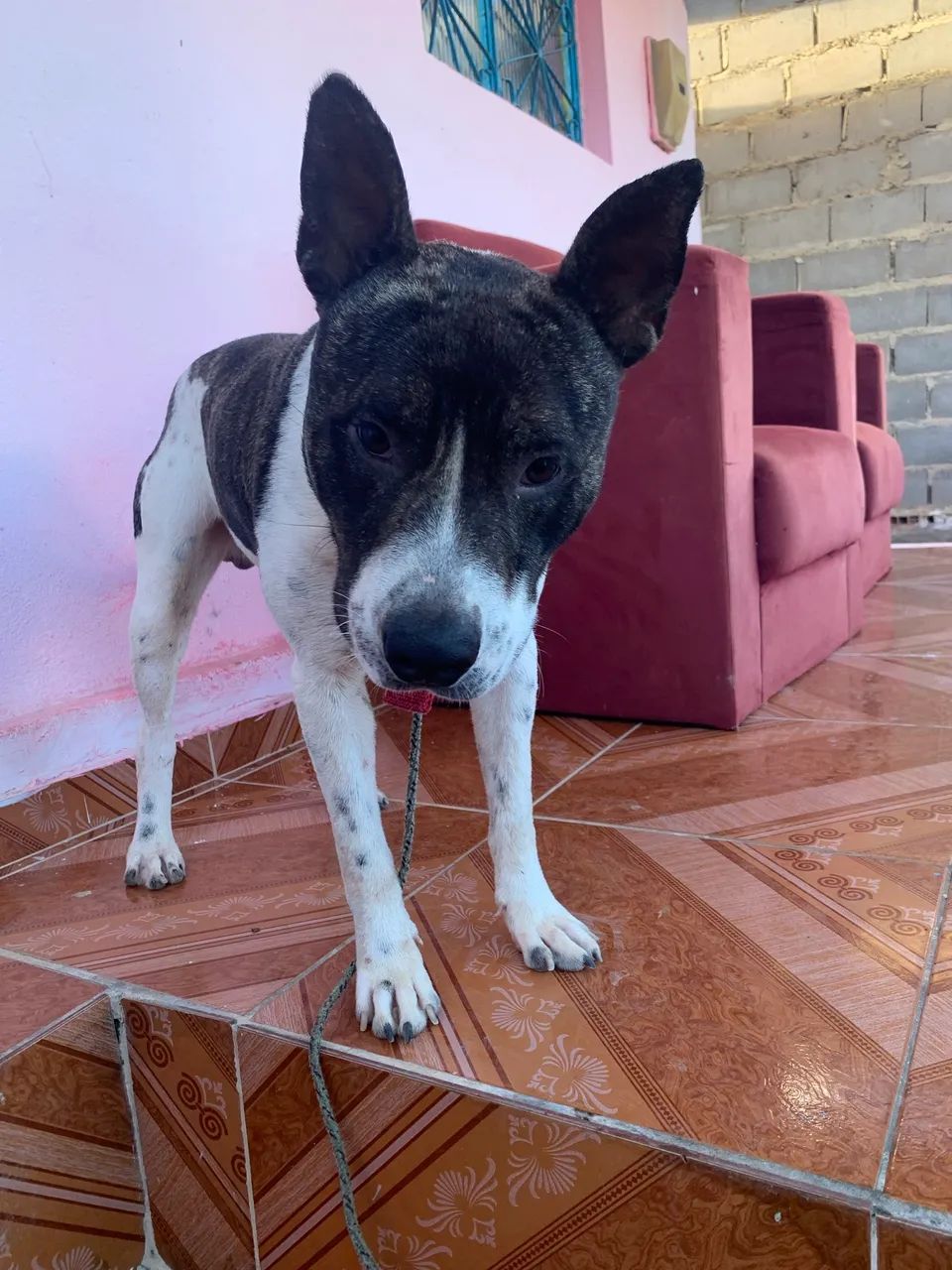 Cachorro pitbull, procura-se parceira  - Foto 2