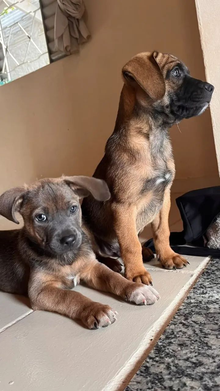2 cachorros macho para adoção  - Foto 5