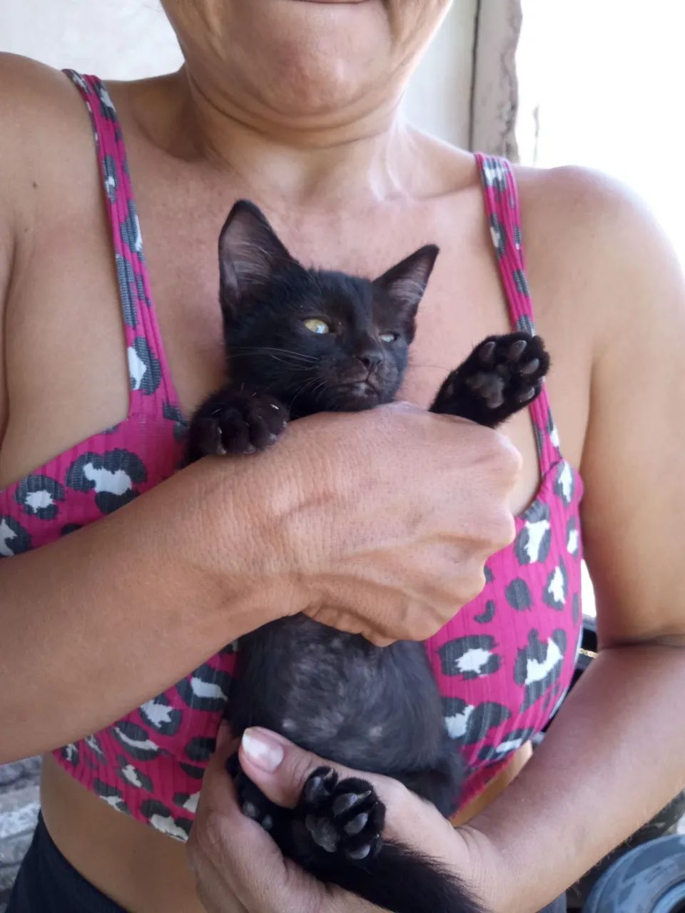 Doação gato - Foto 3
