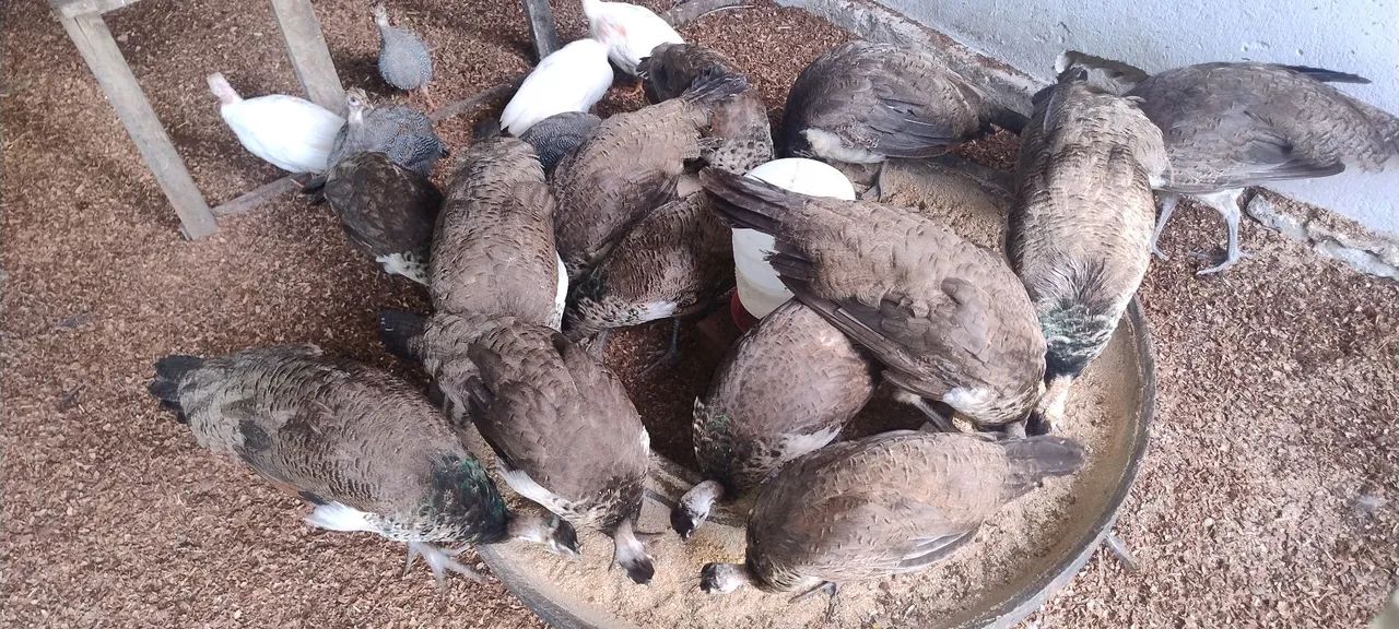 Aves Ornamentais  - Foto 2