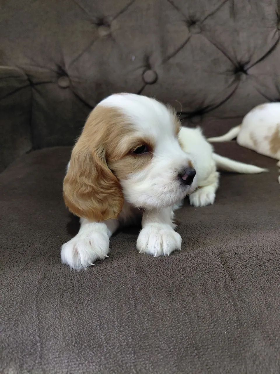 Filhotes de cocker spaniel  - Foto 3