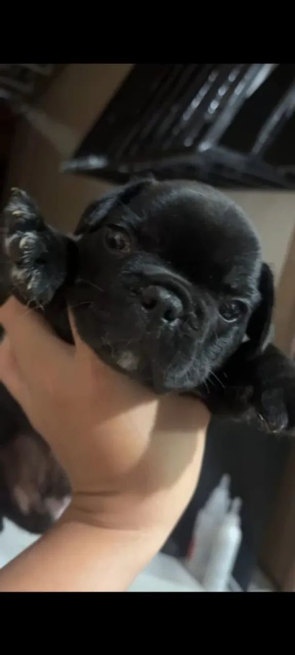 Bulldog Francês  - Foto 4