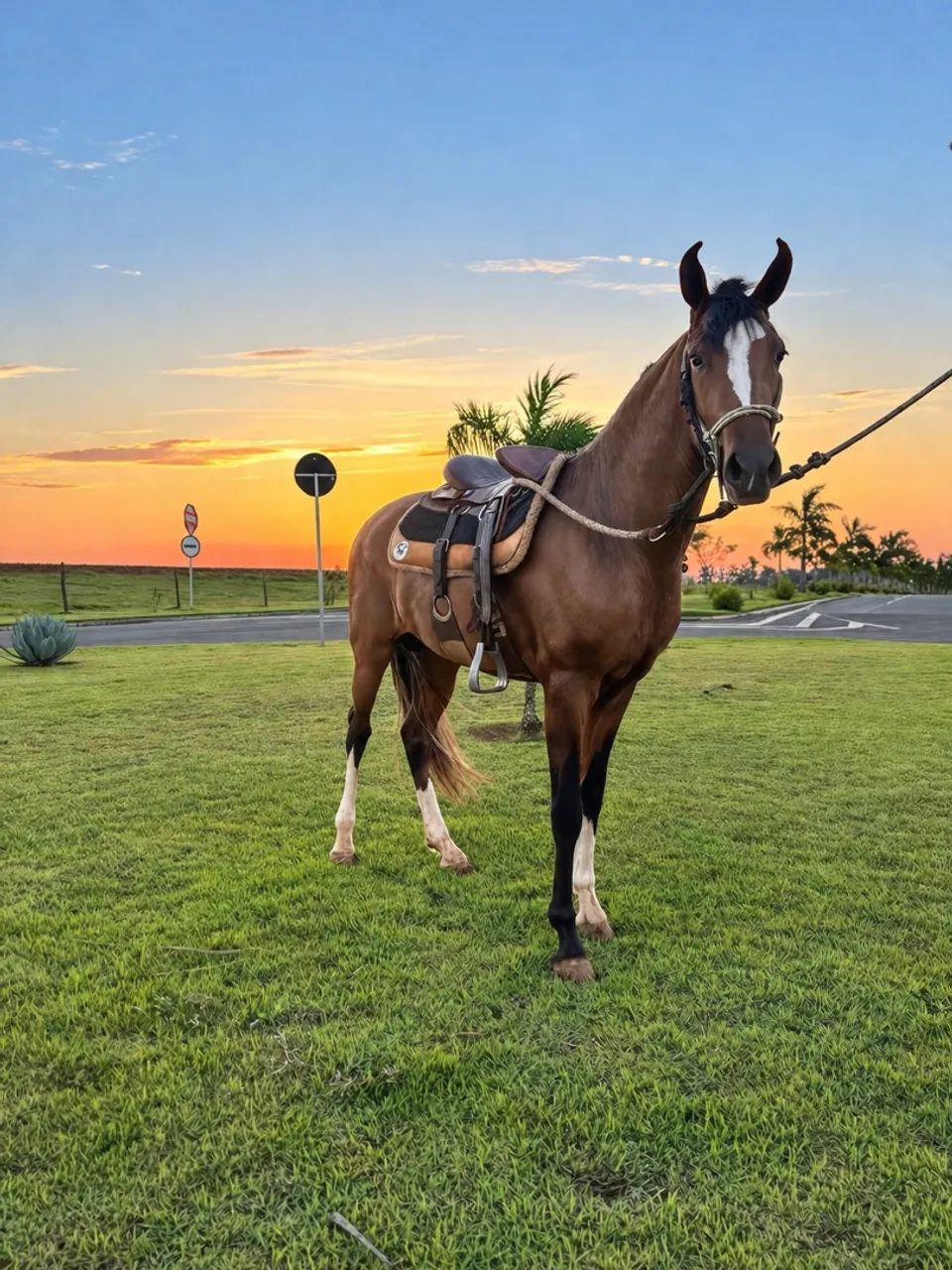 Cavalo - Foto 2