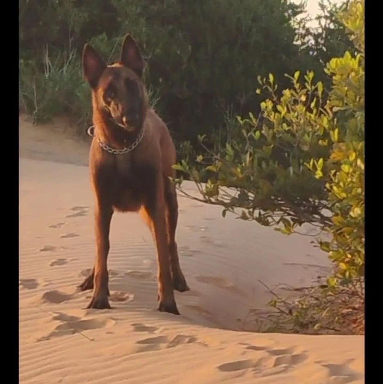 3.000 R$ FILHOTE  - Foto 3