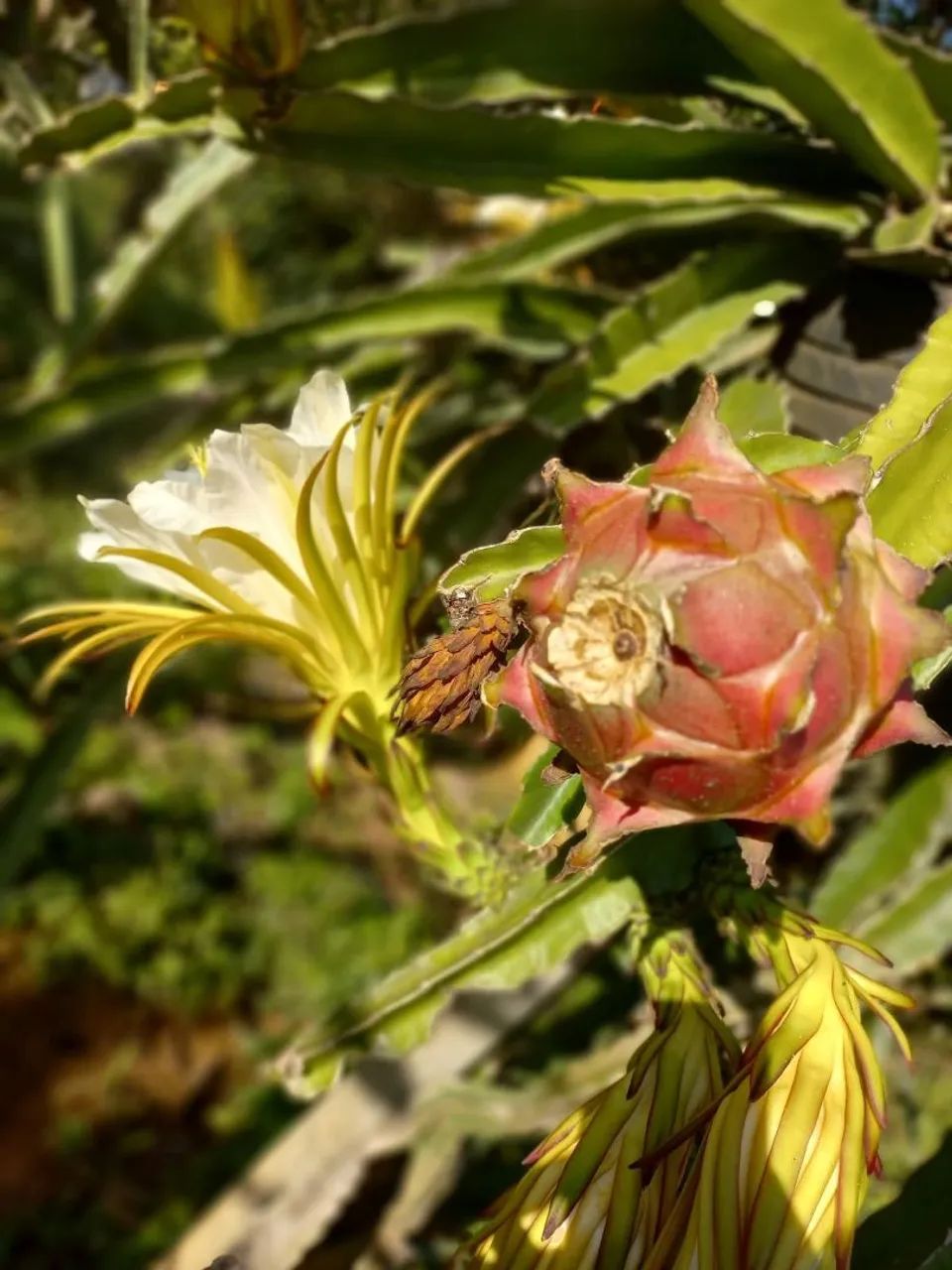 Mudas de pitaya  - Foto 5